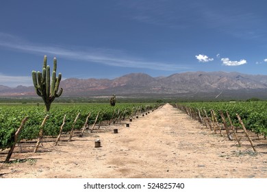 Vineyard Near Cafayete, Argentina