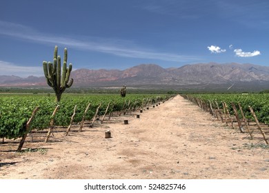 Vineyard Near Cafayete, Argentina