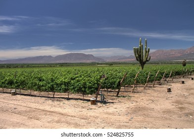 Vineyard Near Cafayete, Argentina