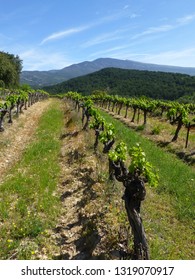 Vineyard Near Crillon-le-Brave, Provence, France, With Mont Ventoux In The Distance