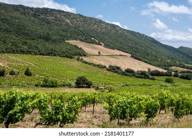 Vineyard Near Cucugnan, Southern France