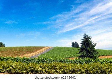 Vineyard Near Dundee In Oregon Wine Country