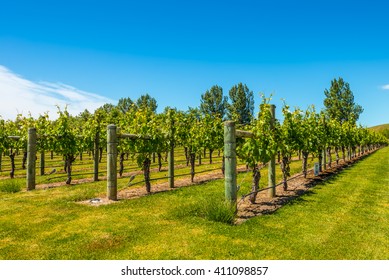 Vineyard Near Napier In North Island - New Zealand