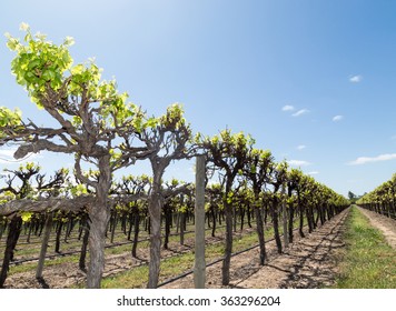 Vineyard Near Renmark Australia