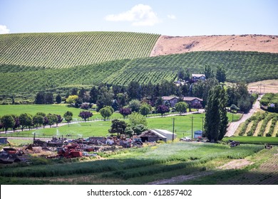 Vineyard Near Yakima, Washington