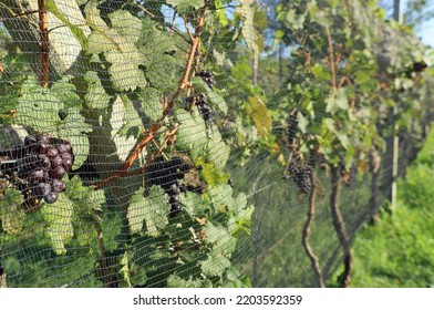 Vineyard Netting Protecting The Crop Against Birds,insects And Hail Rolled Along The Grapevine Orchard	