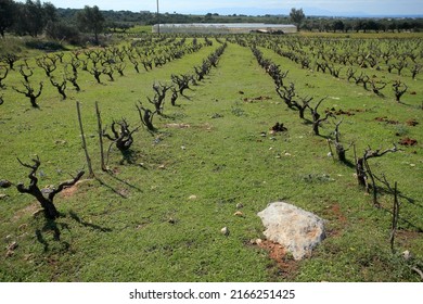 Vineyard In The North Of Crete (Greece)