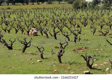 Vineyard In The North Of Crete (Greece)