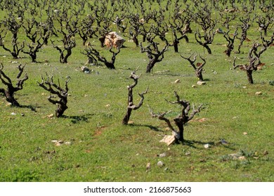 Vineyard In The North Of Crete (Greece)