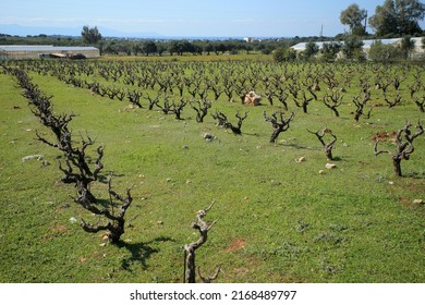 Vineyard In The North Of Crete (Greece)