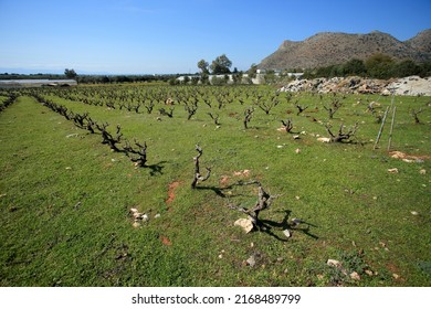 Vineyard In The North Of Crete (Greece)