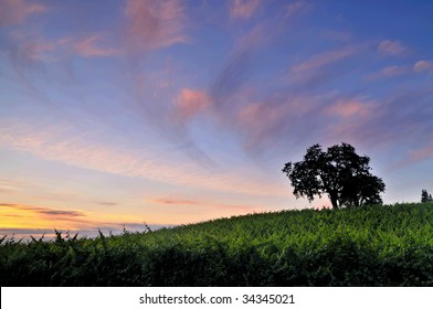 Vineyard In Northern California Under A Dramatic Sunset