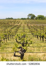 Vineyard In Northern California's Shenandoah Valley