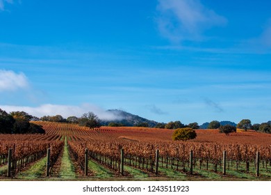 Vineyard With Oak Tree With Fall Color., Sonoma County, California, USA