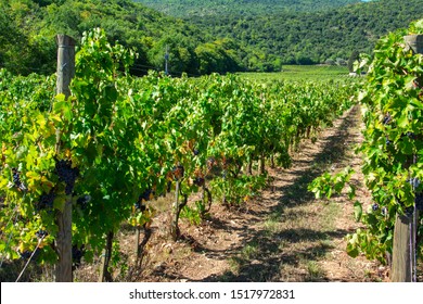 a vineyard od montepulciano vine in Italy - Shutterstock ID 1517972831