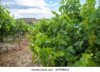 Vineyard On Crete, Greece