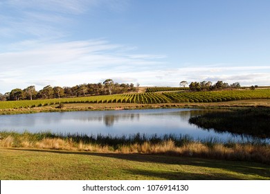 Vineyard On The East Coast Wine Trail On The Tasman Highway In Tasmania.