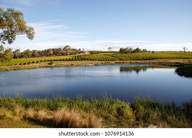 Vineyard On The East Coast Wine Trail On The Tasman Highway In Tasmania.