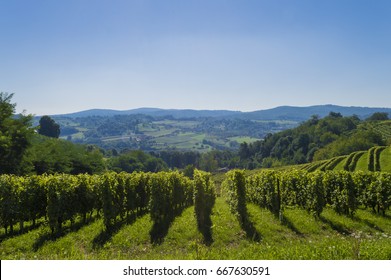 Vineyard On The Hill, Slavonia