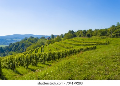 Vineyard On The Hill, Slavonia