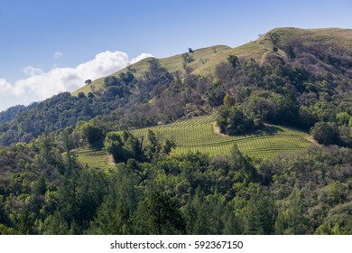 Vineyard On The Hills Of Sonoma County, Sugarloaf Ridge State Park, California