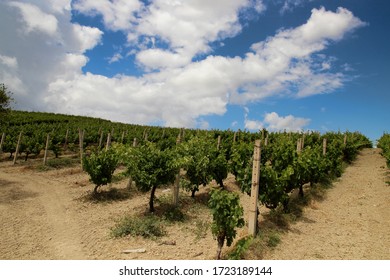 Vineyard On The Island Of Crete