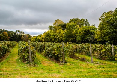 A Vineyard On Lake Erie