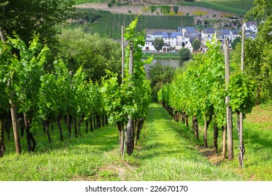 Vineyard On The Moselle In Germany