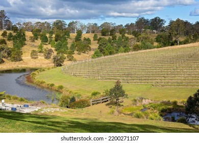 A vineyard on a sloping hillside with trees in foreground and background. Grape vines planted in rows.
