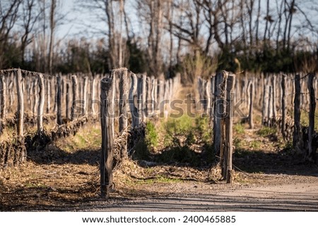 vineyard on a sunny day, grapevine, landscapes of mendoza, argentina