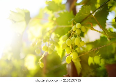 Vineyard On A Sunny Summer Day. A Bunch Of Green Grapes. Harvesting Ripe Grapes In Autumn. Viticulture, Winegrowing And Winemaking.