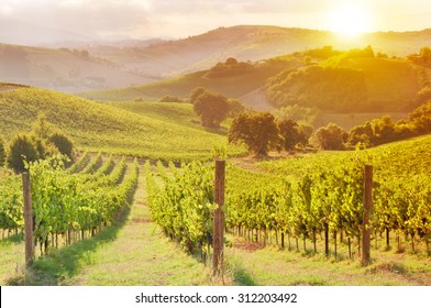 Vineyard On Sunset