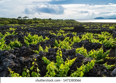 Vineyard on volcanic soil and lava stone walls against allantoic ocean and cloudy sky, Pico Island, Azores, Portugal