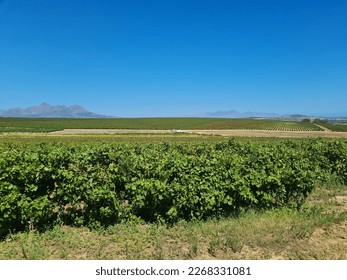 vineyard on wine farm during summer with blue cloudless sky