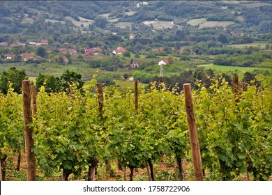 Vineyard In Oplenac In Serbia