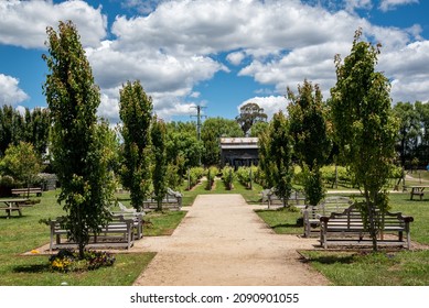 Vineyard In Orange Wine Growing Region In NSW Australia During Summer 