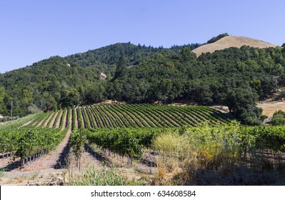 Vineyard Outside Santa Rosa California