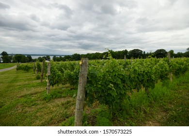 Vineyard Overlooking Seneca Lake In The NY Finger Lakes Region.