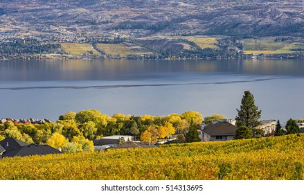 Vineyard Overlooking A Subdivision Okanagan Lake Kelowna British Columbia Canada In The Fall