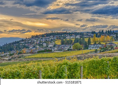 Vineyard Overlooking A Subdivision Okanagan Lake Kelowna British Columbia Canada In The Fall