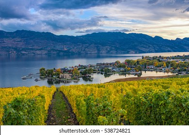 Vineyard Overlooking A Subdivision Okanagan Lake Kelowna British Columbia Canada In The Fall