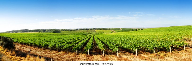 Vineyard Panorama In The Adelaide Hills