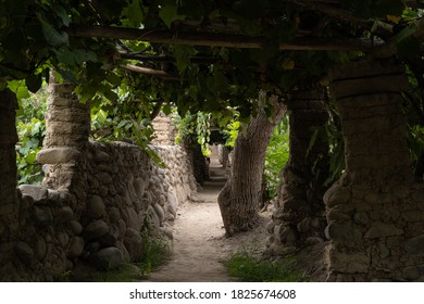 Vineyard Path with Wall and Green Trees