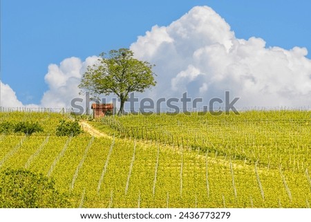 Similar – Tower in the vineyard Food