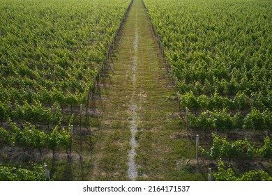 A Vineyard Plantation Is Divided By A Road Top View. Diagonal Road Between Vineyards View From Above.