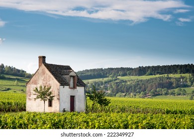 Vineyard. Pommard, Cote de Beaune, d'Or, Burgundy, France