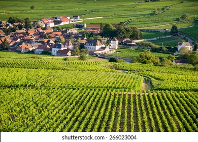 Vineyard. Pommard, Cote De Beaune, D'Or, Burgundy, France