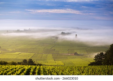 Vineyard. Pommard, Cote De Beaune, D'Or, Burgundy, France