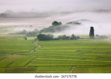 Vineyard. Pommard, Cote De Beaune, D'Or, Burgundy, France