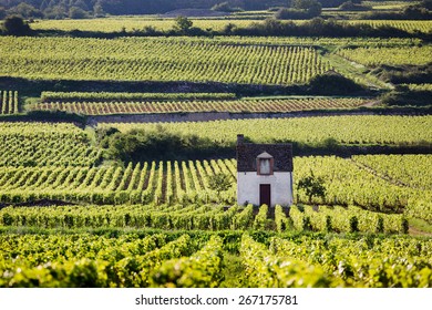 Vineyard. Pommard, Cote de Beaune, d'Or, Burgundy, France